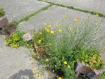 Blüten IMG_3479.JPG