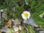 Kamille IMG_3480.JPG