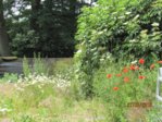 Sommerblüte IMG_3481.JPG