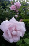 20150627_122300.jpg