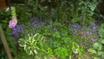 Glockenblumen Schattenecke 3.JPG