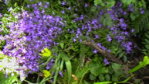 Glockenblumen 1.JPG