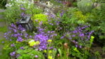 Glockenblumen mittleres Beet.JPG