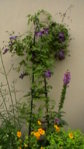Clematis 3.JPG