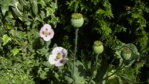 Mohn lila 1.JPG