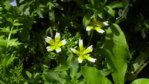 Sumpfdotterblume 2.JPG