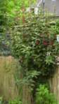 Große Fuchsie 3.JPG