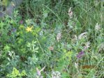 Wildblüten IMG_3679.JPG