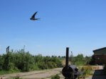 Schwalben  Jagd IMG_3904.JPG