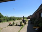 Schwalben  Jagd IMG_3886.JPG