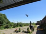 Schwalben  Jagd IMG_3875.JPG