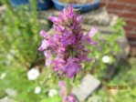 Blüte IMG_4022.JPG