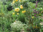 Rose IMG_4092.JPG