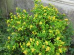 Johanniskraut Hybrid IMG_4103.JPG