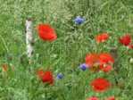 Wildblüten IMG_4063.JPG