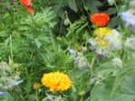 Wildblüten IMG_4071.JPG