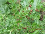 Stachelbeeren  IMG_4073.JPG