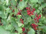 Johannisbeeren rot IMG_4074.JPG