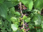 Johannisbeeren schwarz  IMG_4075.JPG