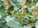 Johannisbeeren weiss IMG_4078.JPG