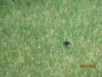 Krähen auf Mäusejagd IMG_4102.JPG Krähen auf Mäusejagd IMG_4102.JPG