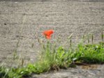 Mohnblume IMG_4122.JPG