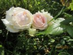 Rose weiss IMG_4127.JPG