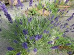 Lavendel IMG_4139.JPG