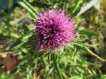 Diestelblüte IMG_4328.JPG