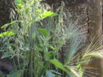 Getreide IMG_4330.JPG