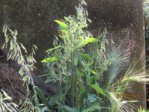 Getreide IMG_4331.JPG