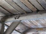 Schwalben IMG_4339.JPG