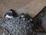 Schwalben IMG_4362.JPG