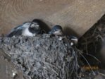 Schwalben IMG_4363.JPG
