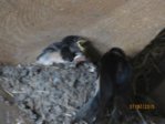 Schwalben IMG_4364.JPG