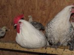 Küken IMG_4445.JPG