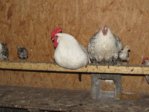 Küken IMG_4443.JPG