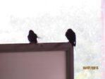 Schwalben IMG_4560.JPG