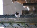 Schwalben IMG_4564.JPG