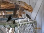 Schwalben IMG_4567.JPG
