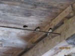 Schwalben IMG_4570.JPG