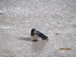 Schwalben IMG_4571.JPG