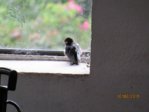 Schwalben IMG_4582.JPG