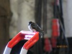 Schwalben IMG_4588.JPG
