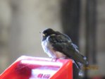 Schwalben IMG_4591.JPG