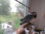 Findi Gefieder IMG_4698.JPG
