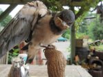 Findi Gefieder IMG_4703.JPG