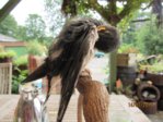 Findi Gefieder IMG_4705.JPG