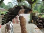 Findi Gefieder IMG_4706.JPG