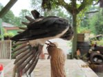 Findi Gefieder IMG_4707.JPG